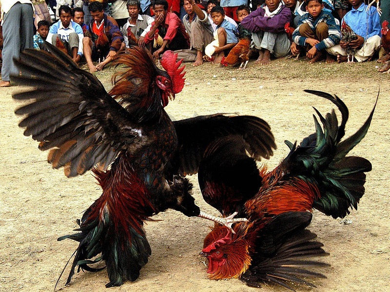 Luật thắng thua trong trò đá gà
