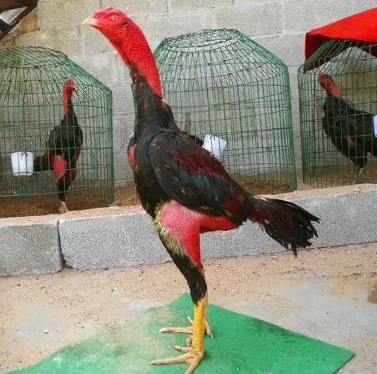 ​ Luật thắng thua trong trò chơi đá gà