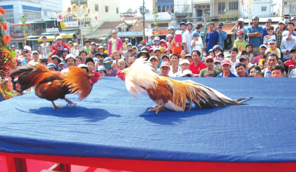 Gà Chọi "Xâu Chuỗi" và 3 Điều 