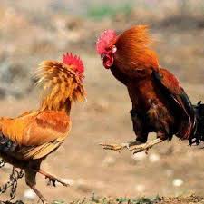 3 Điều Khiến Gà Chọi (Đá Gà) “Sợ Run Ngư